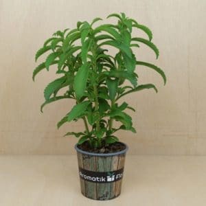 Planta de estevia