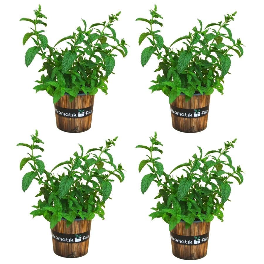 MENTA. PACK 4 PRODUCTO