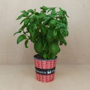 Plantas culinarias: albahaca pesto