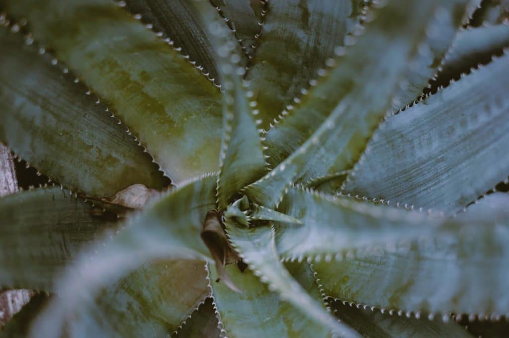7 Razones para tener plantas de Aloe Vera en casa