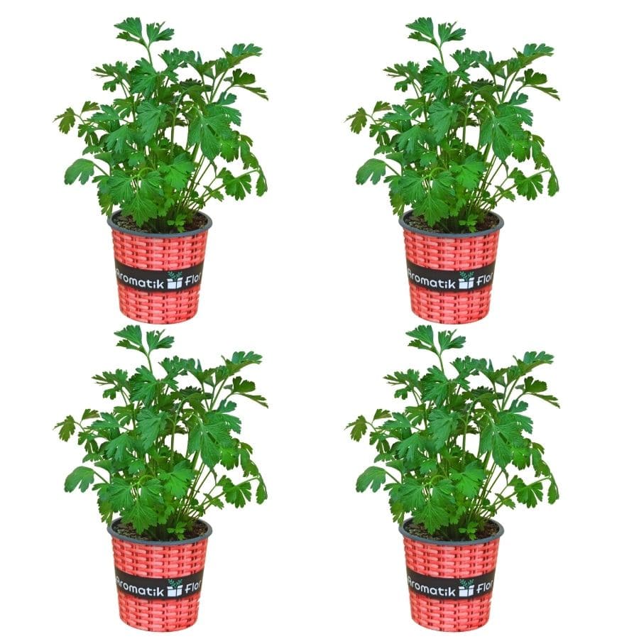 4 plantas de perejil