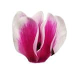 bicolor