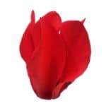 rojo