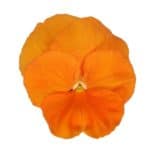 naranja