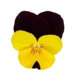 bicolor amarillo lila