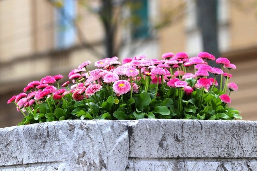 Bellis blog 2