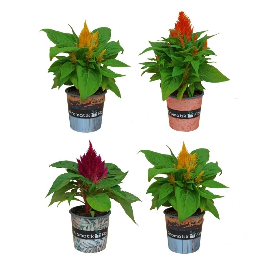 CELOSIA PACK 4 PRODUCTO