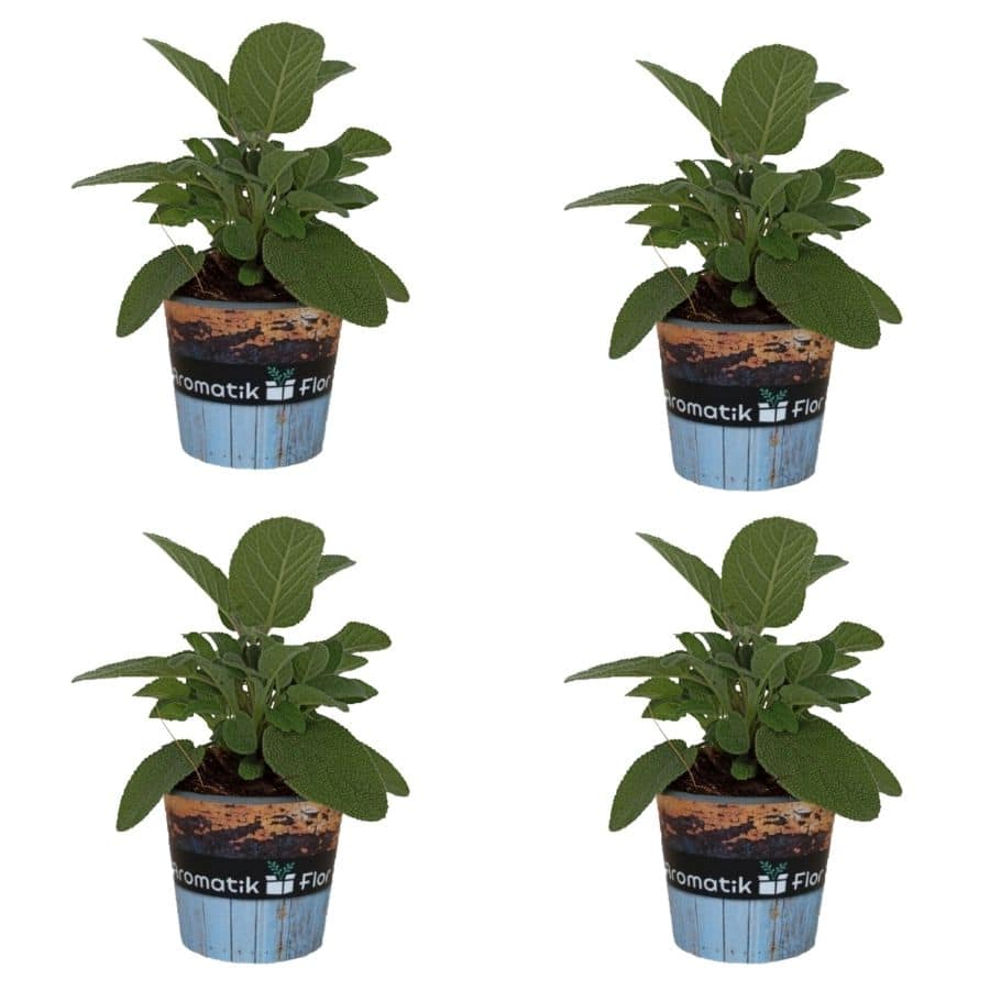 SALVIA. PACK 4 PRODUCTO