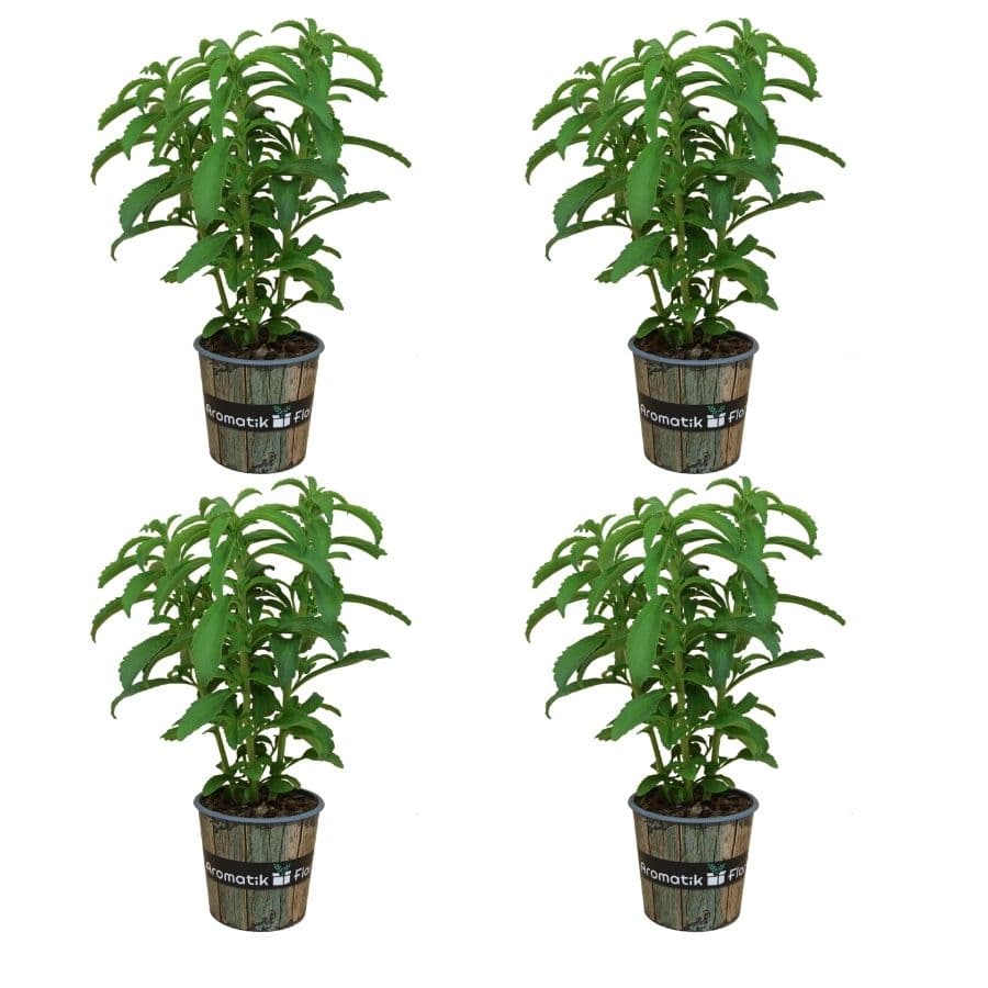 STEVIA. PACK 4PRODUCTO