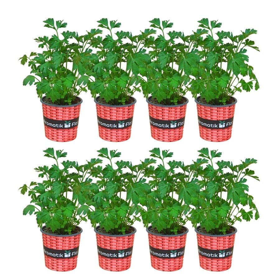 8 plantas de perejil 2