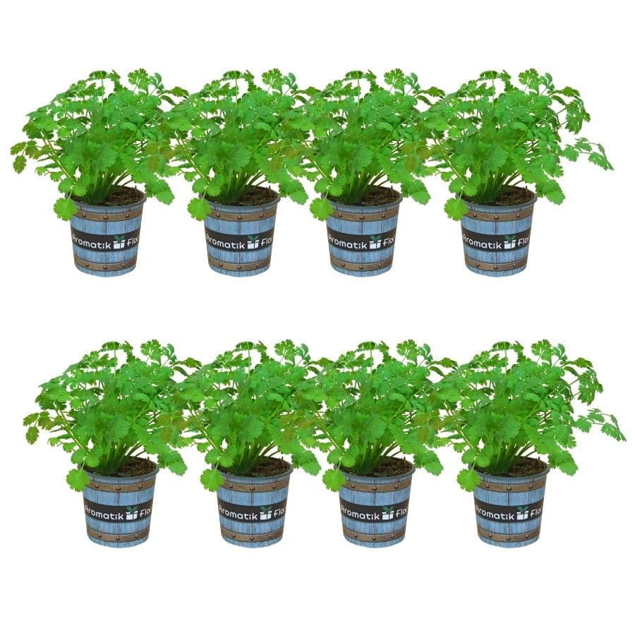 cilantro pack 8