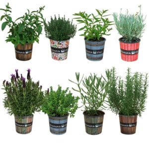 8 plantas aromaticas de exterior