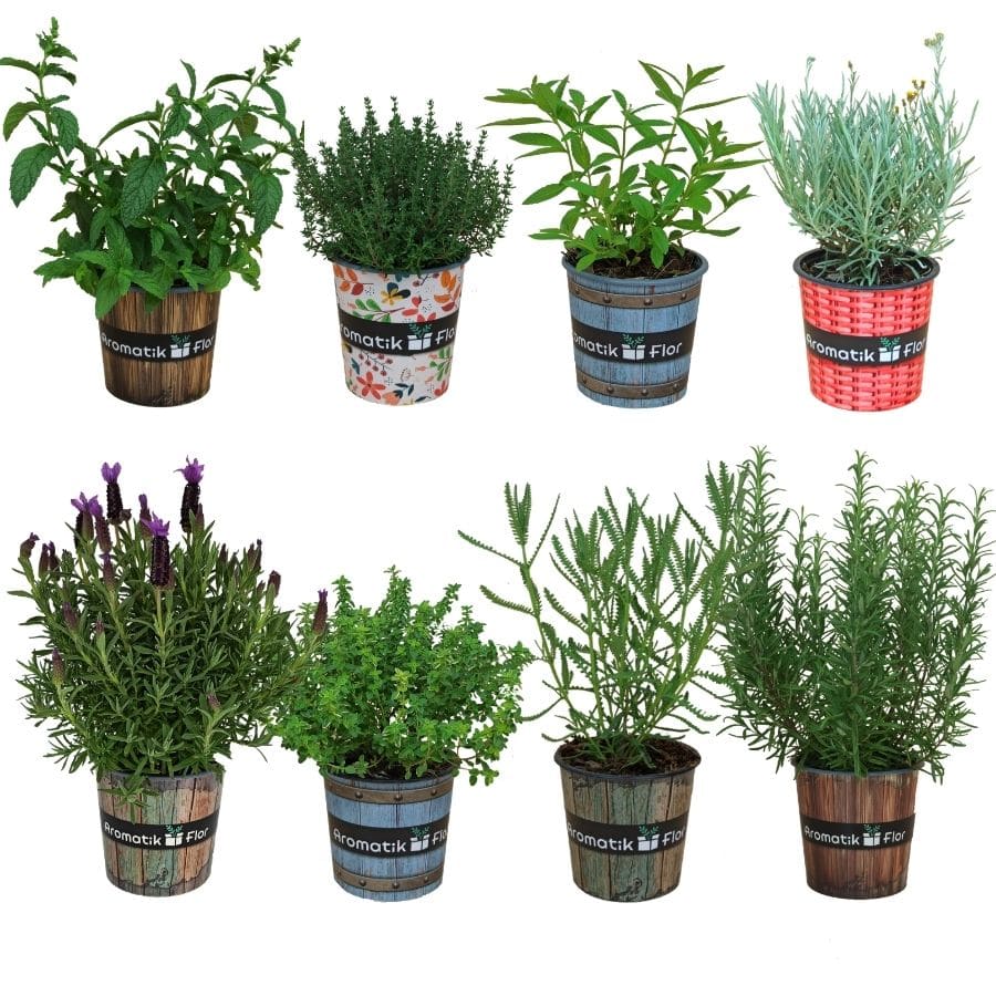8 plantas aromaticas de exterior