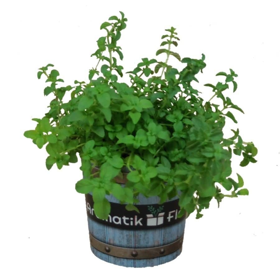MENTA POLEO PACK INDIVIDUAL