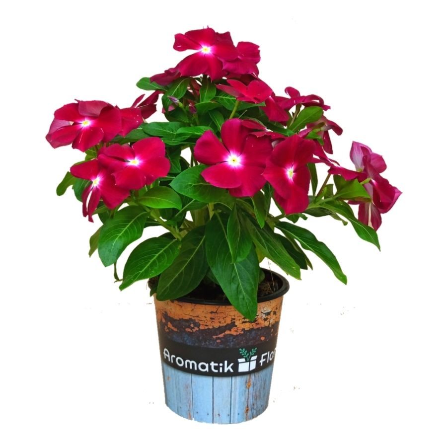 VINCA INDIVIDUAL CON FONDO