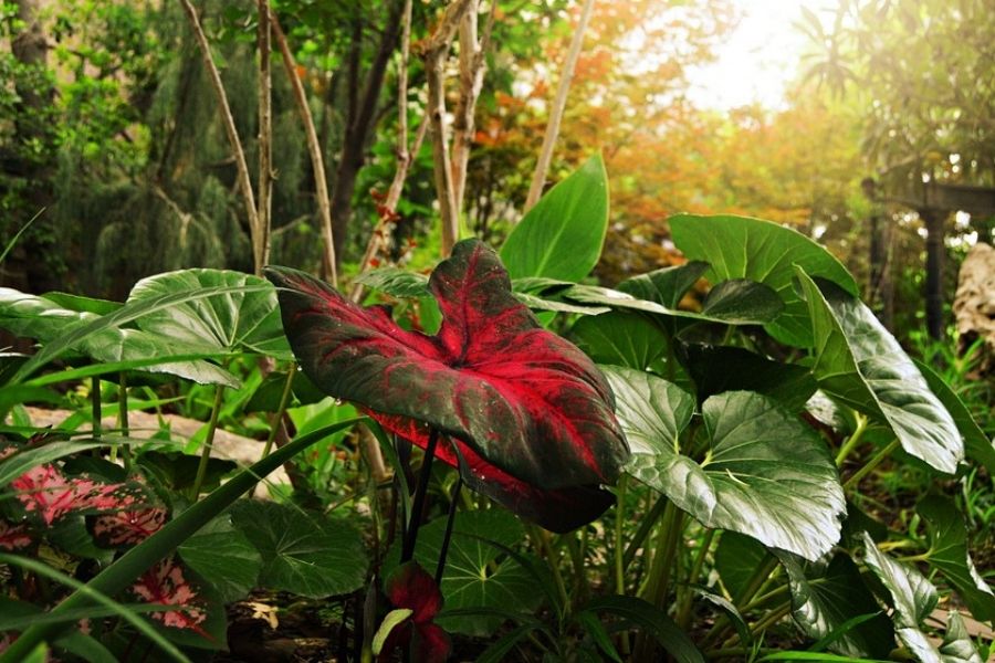 caladium1