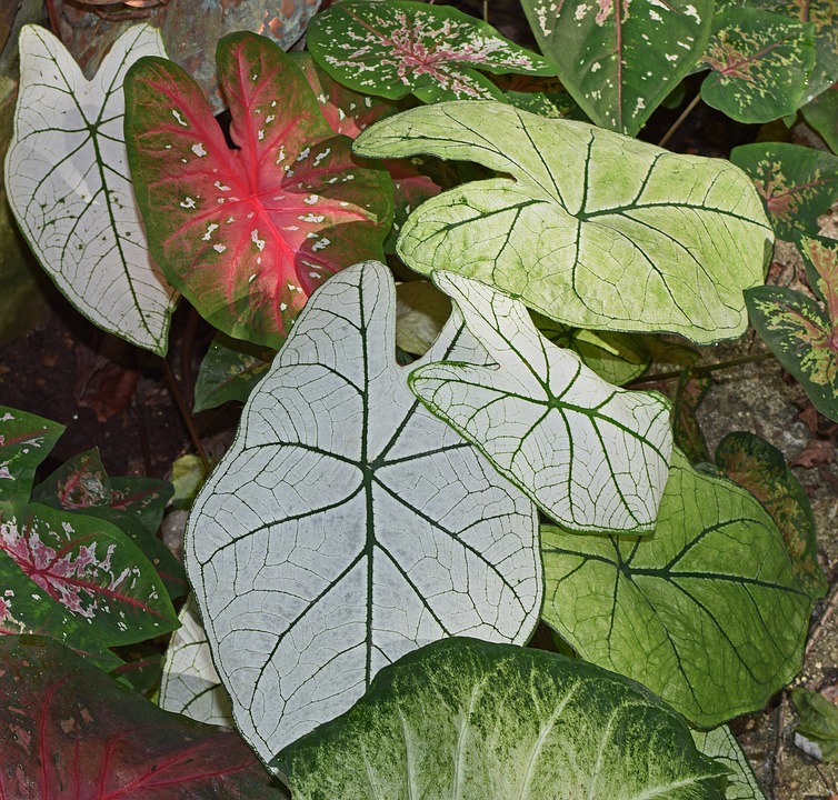 planta caladium