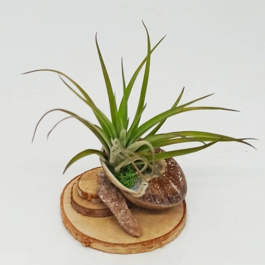 planta-de-aire-en-caracol-y-madera