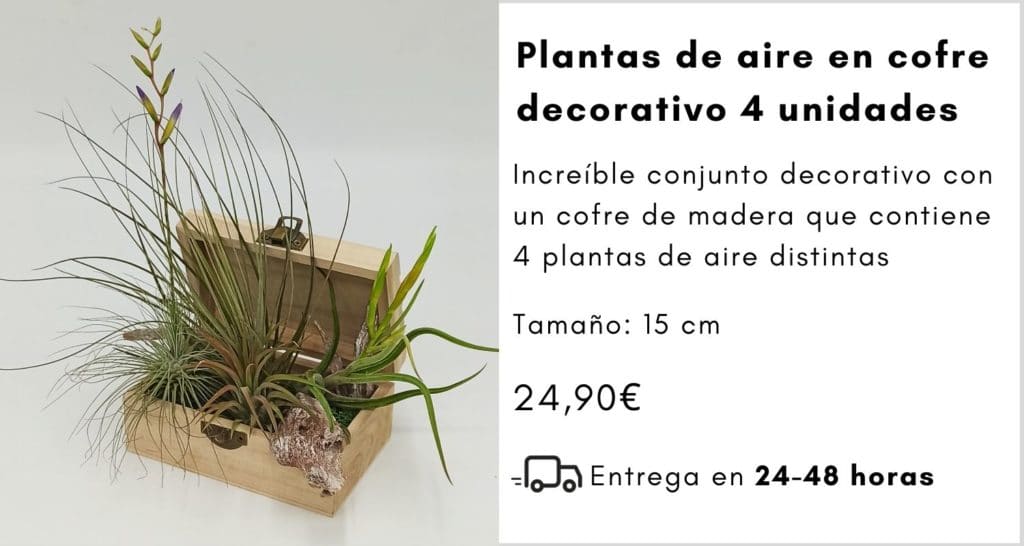 plantas de aire en cofre decorativo