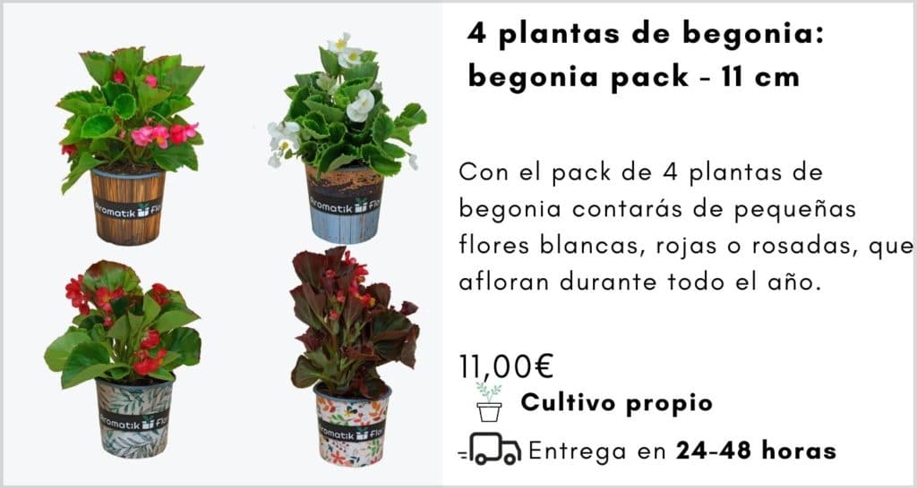 4 PLANTAS BEGONIA