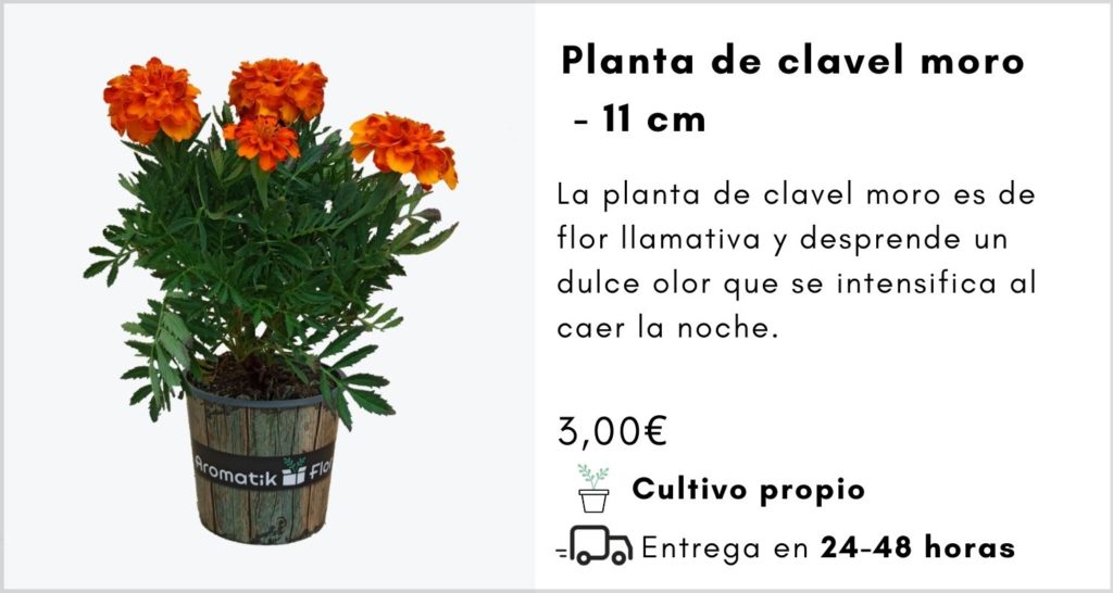 PLANTA DE CLAVEL MORO